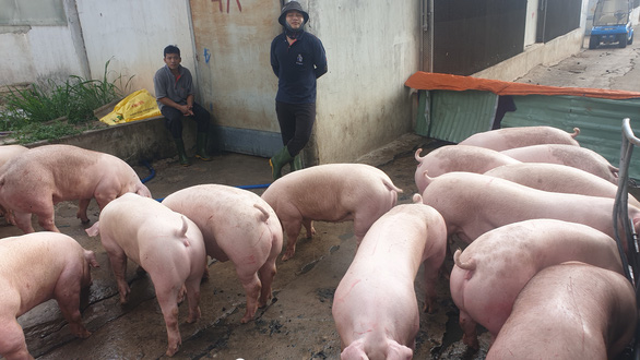 Livestock feed prices keep rising in Vietnam, breeders face heavy losses