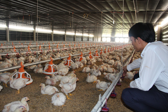 Little chance for Vietnamese chicken exporters despite Singapore’s shortfall: experts