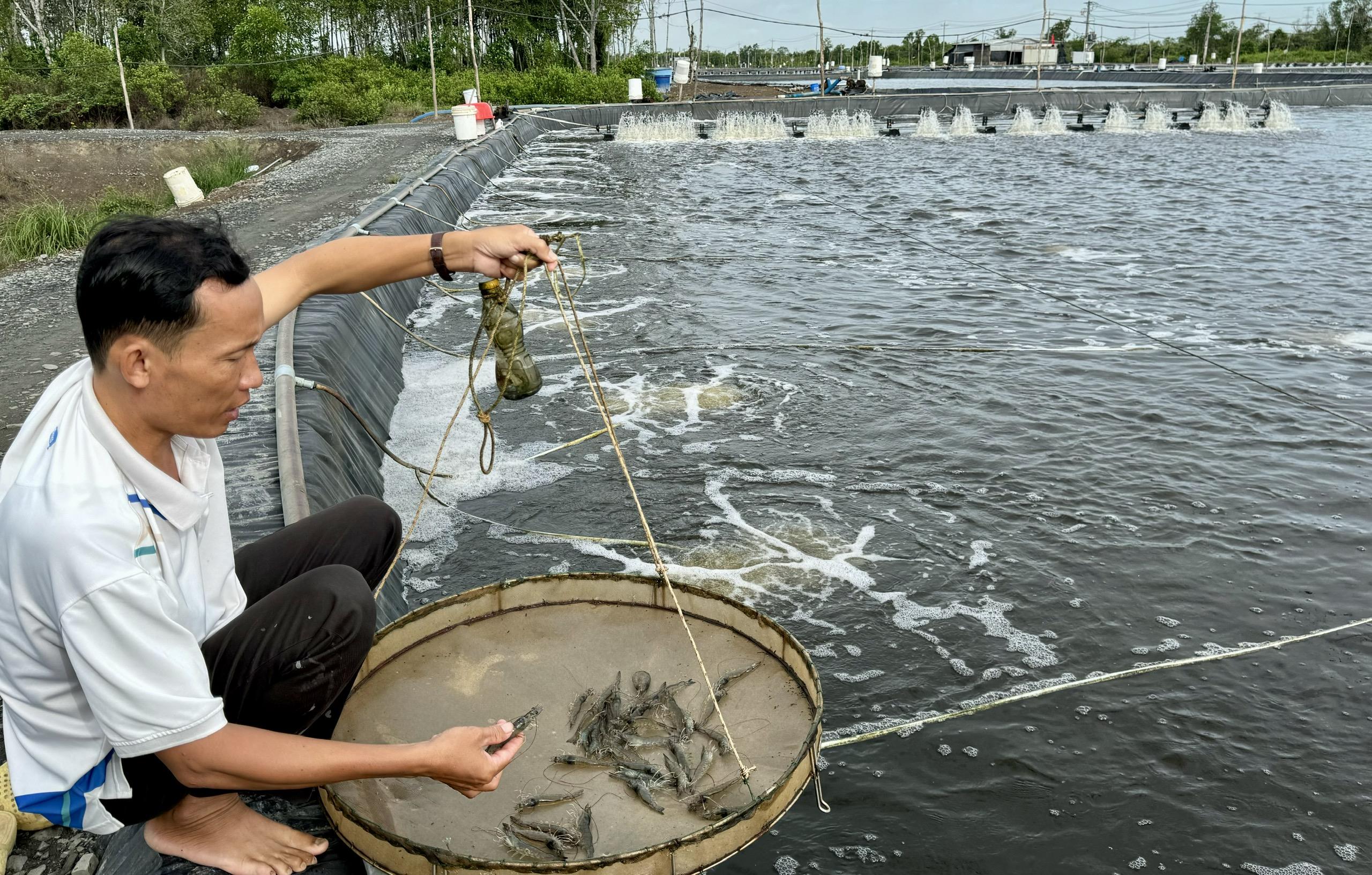 ​China overtakes US to become Vietnam's largest shrimp importer